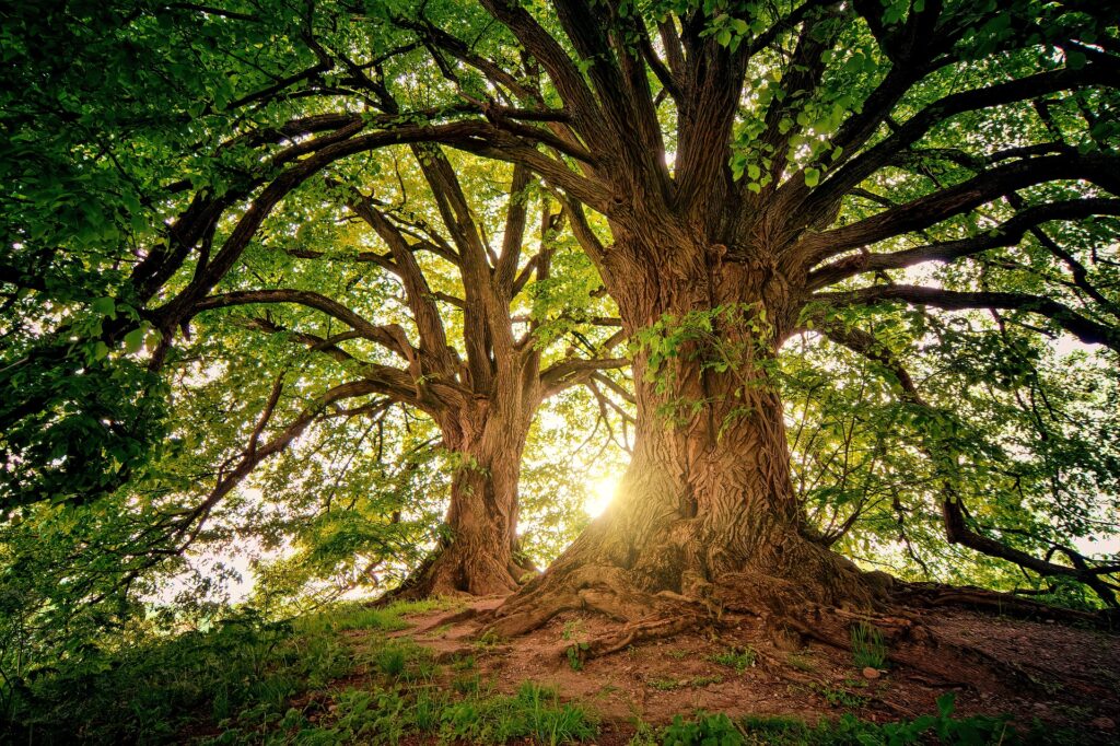 Il nostro Albero Sacro - Introduzione allo Sciamanesimo