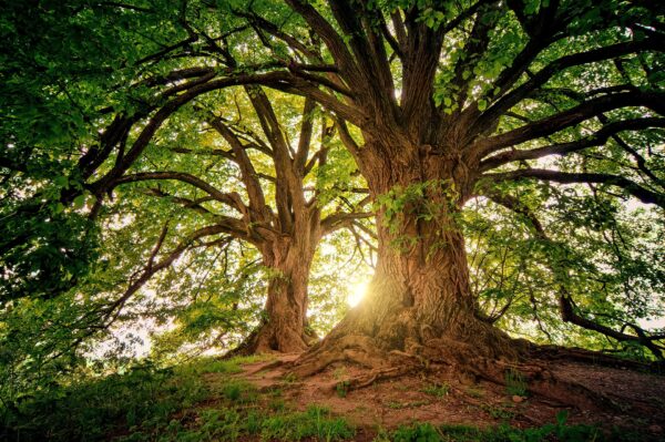 Il nostro Albero Sacro - Introduzione allo Sciamanesimo